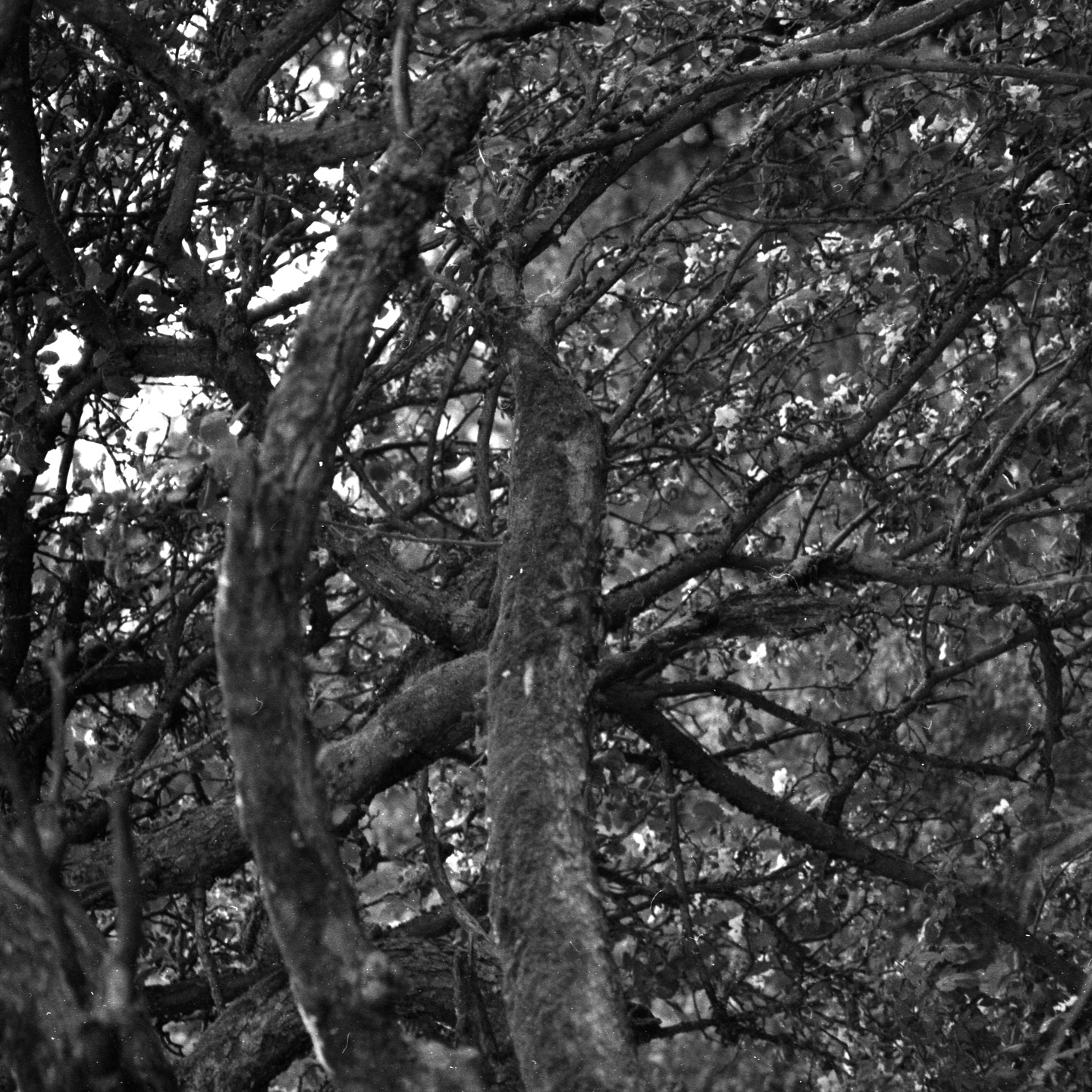 brandenburg and dust