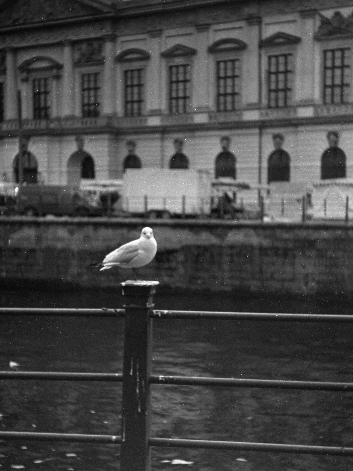 city birds