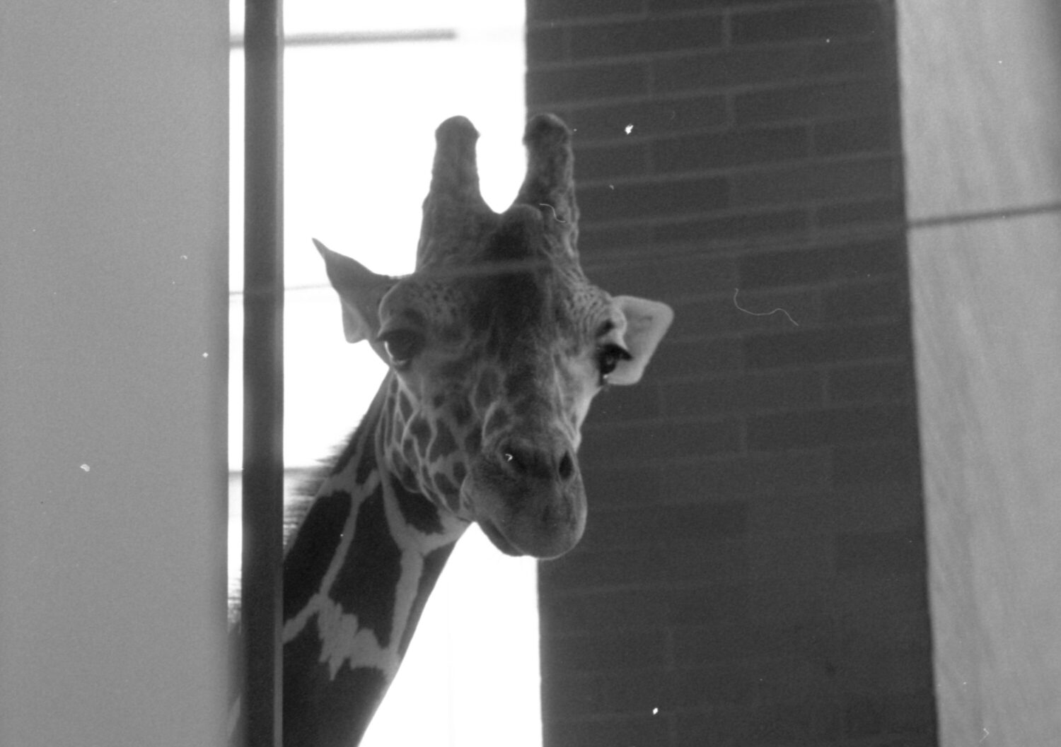 giraffe just got up