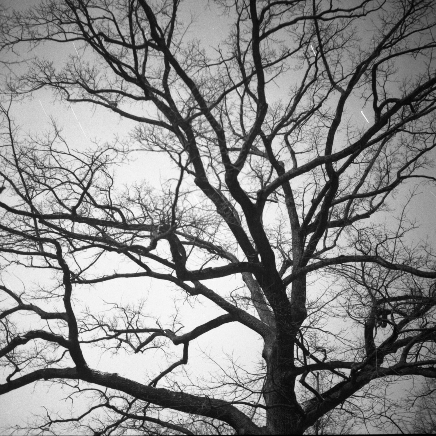 tree and star trails