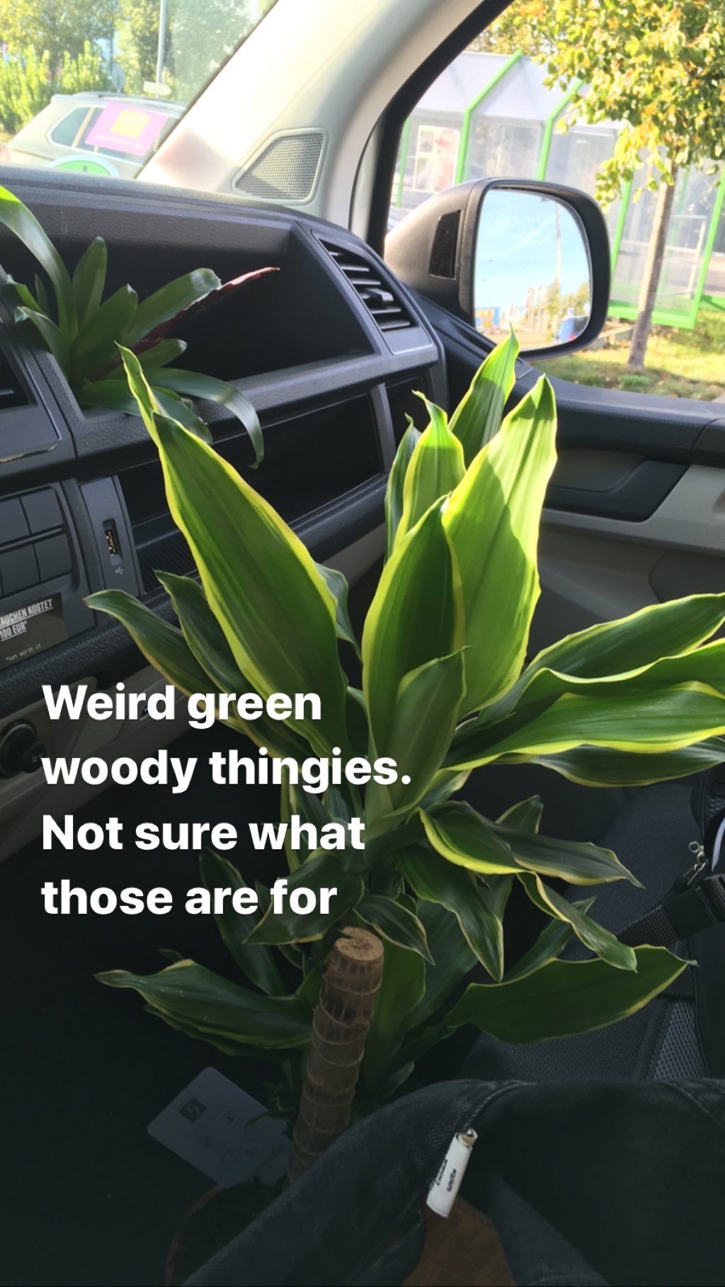 Weird green woody thingies.