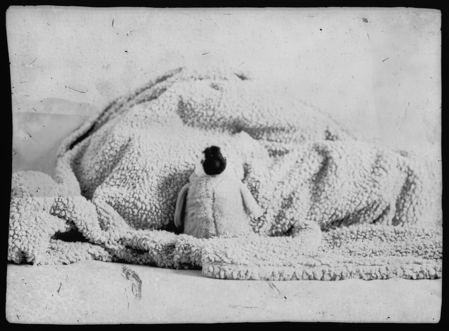 large format test pinguin