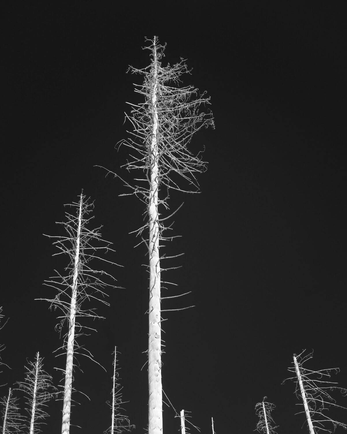 missing the forest for the trees
