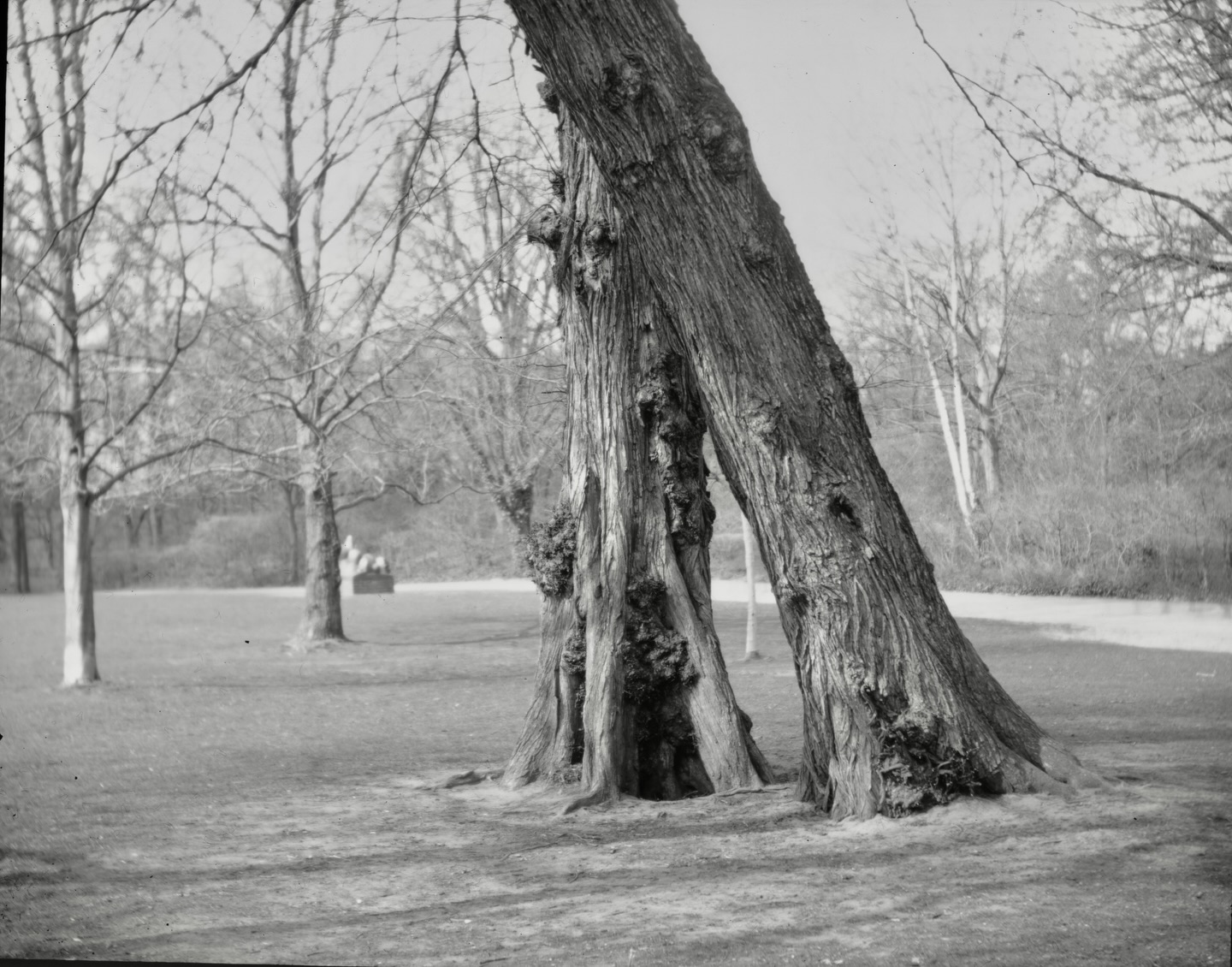 more trees on paper negatives