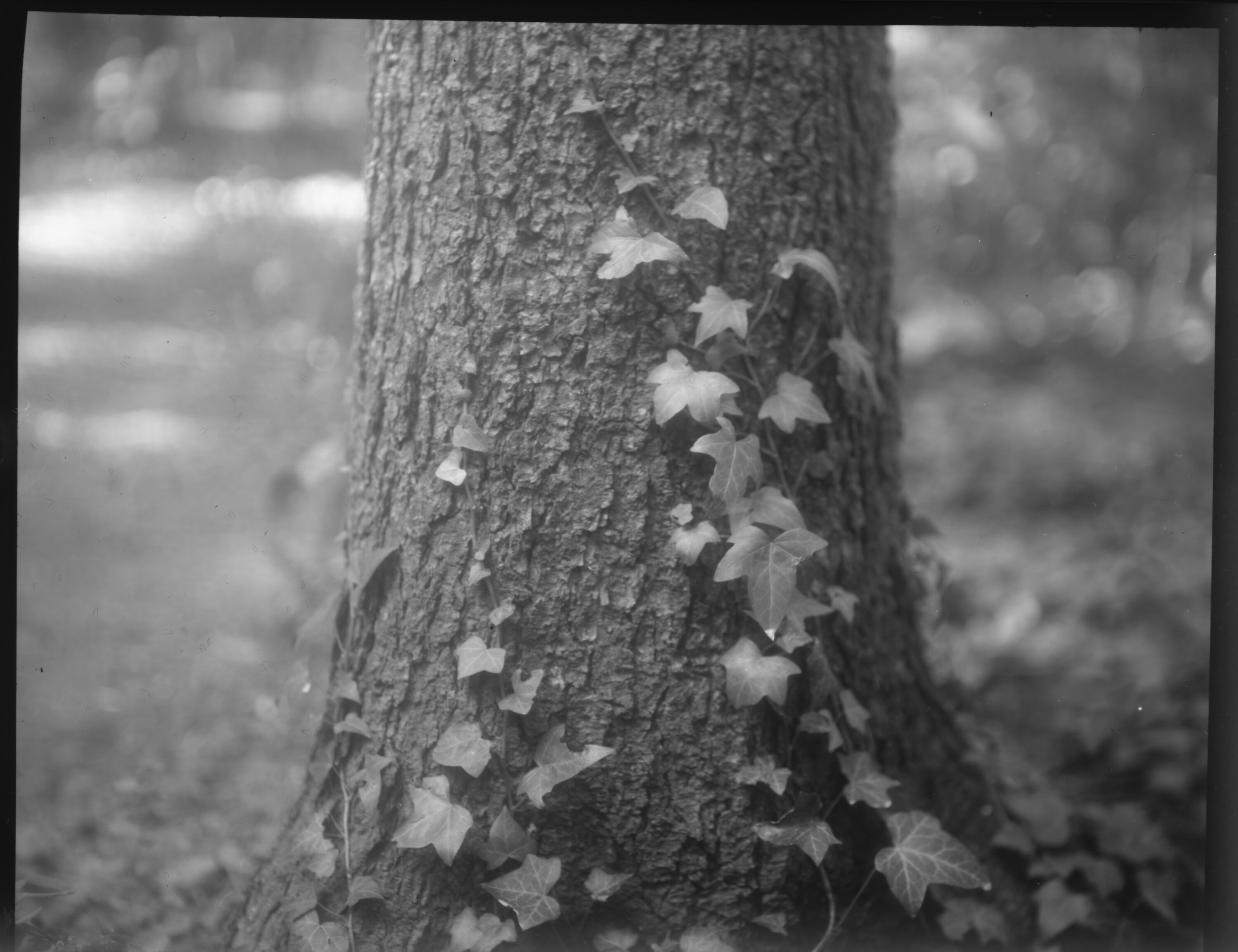 relatively quick vines