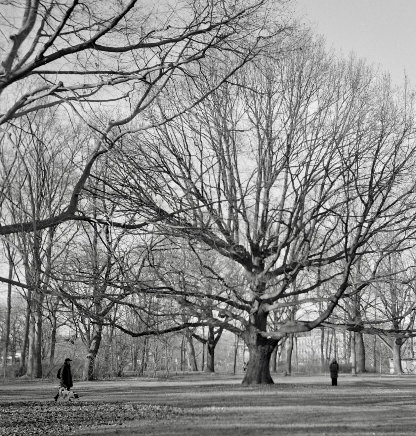 trees & people