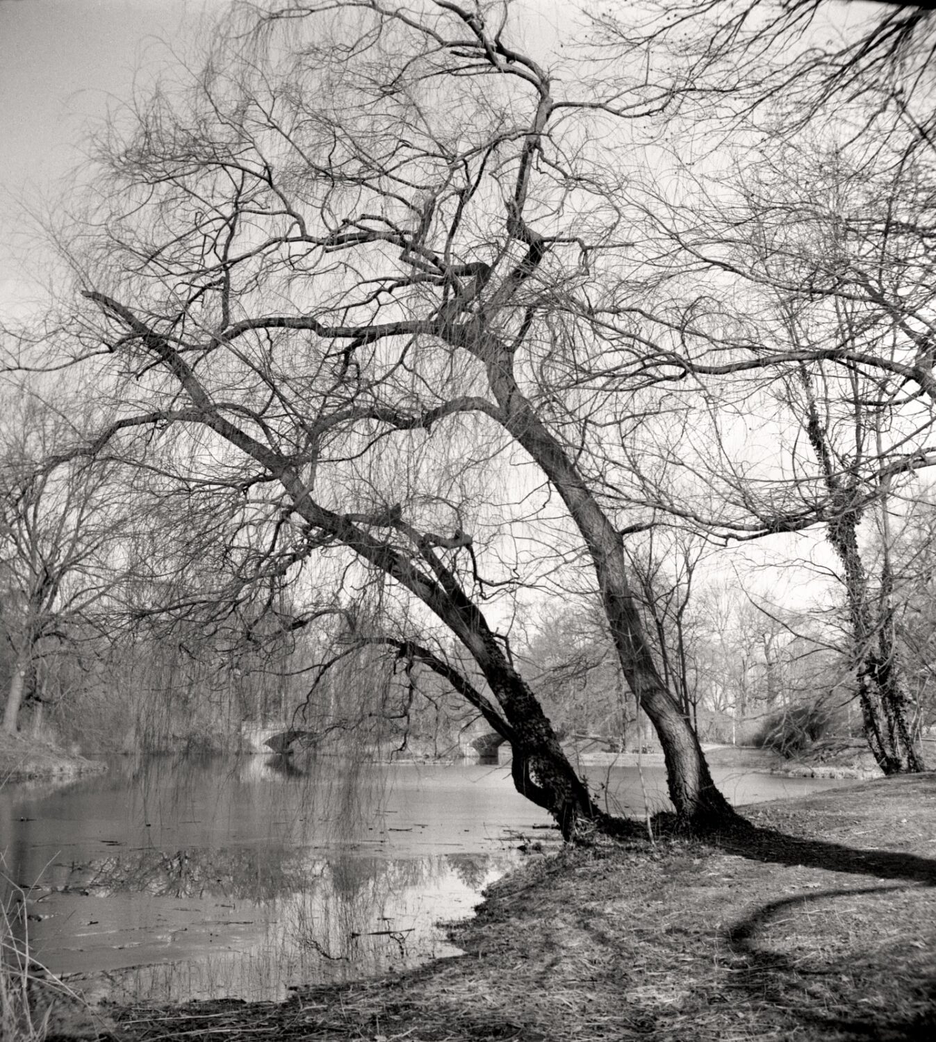 tree+tree