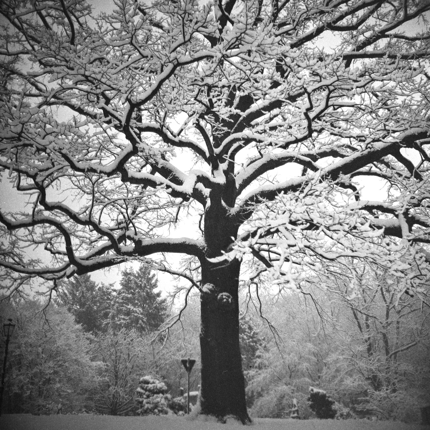 we don’t get that much white powder here usually