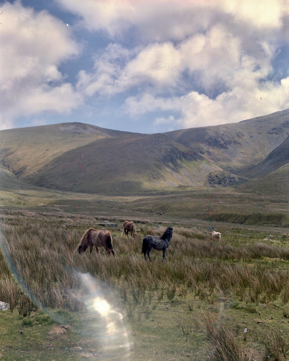 wild horses